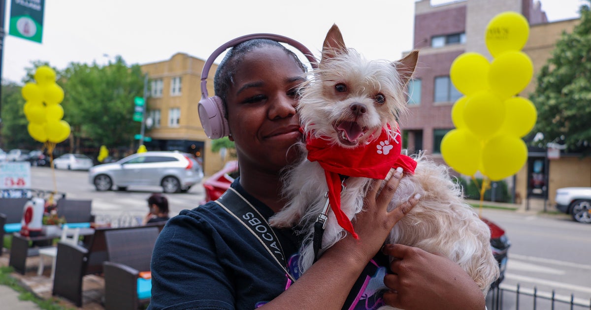 PAWS Chicago hosts adoption event for 50 pets in need of new homes 