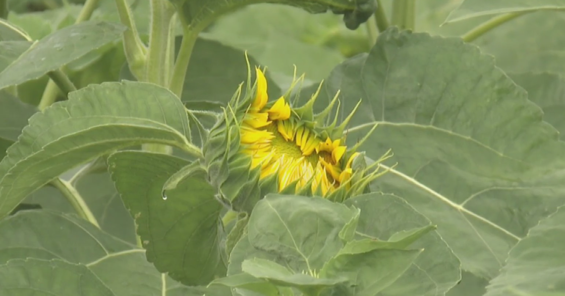 Forward Township sunflower festival returns after cancellation last year 