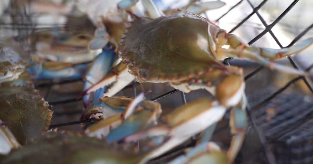 Could Maryland's declining crab population impact the price of your next feast? 