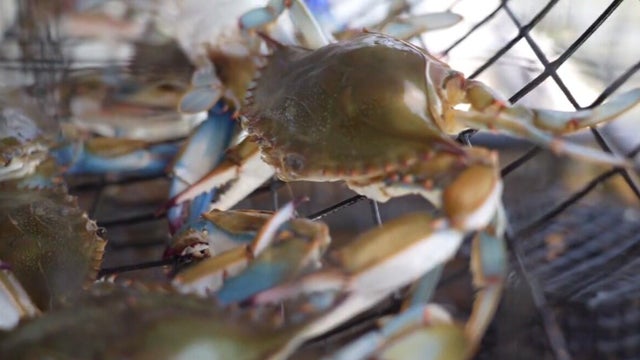 Blue crab population declines in Maryland's Chesapeake Bay 