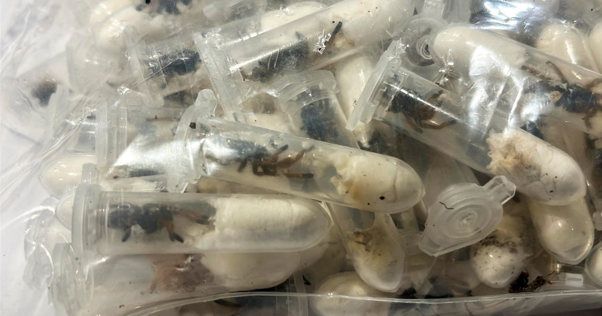 1,500 tarantulas found stuffed in sponge cake boxes at German airport 1,500 tarantulas found stuffed in sponge cake boxes at German airport