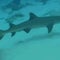 How sharks help determine the health of our oceans