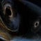 Massive black hole merger forms one 225 times the mass of the sun