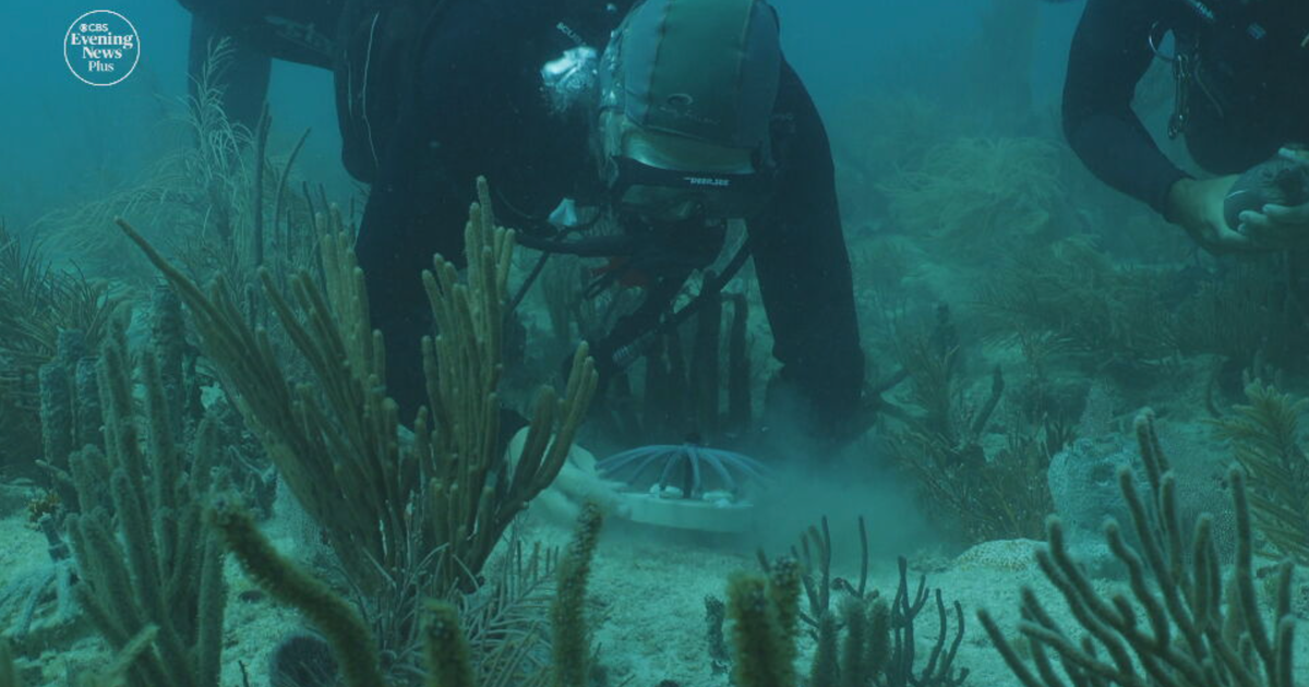 Crossbreeding corals from Honduras could help protect Florida's coast 
