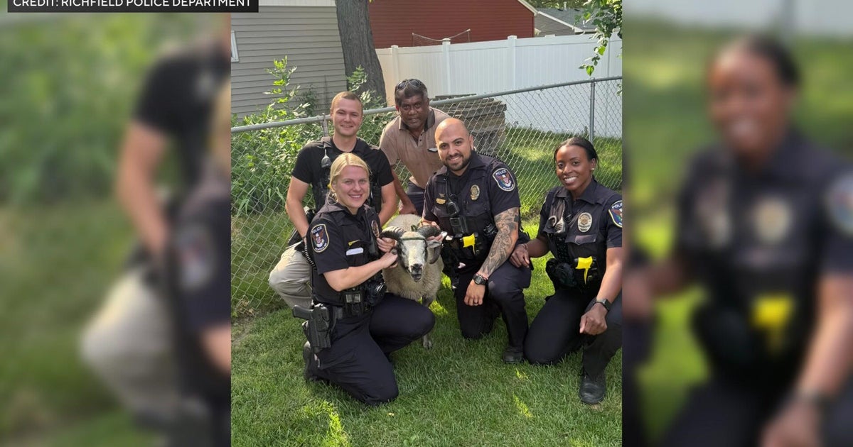 Richfield police capture wandering sheep after nearly mile-long chase 