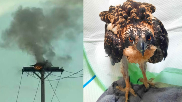 kdka-osprey-nest-fire.png 