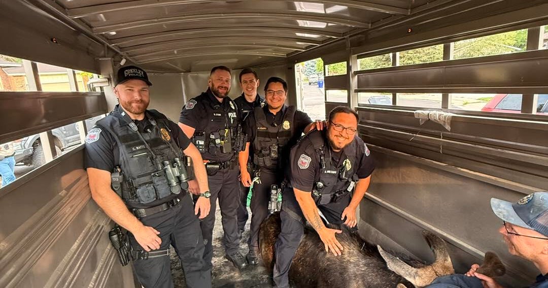 Moose captured by CPW in Greeley park, relocated 