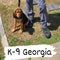 Georgia police dog dies after being left in hot patrol car