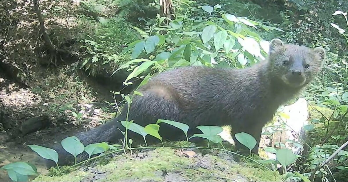 Elusive fisher and kits captured on Westmoreland County trail cam 