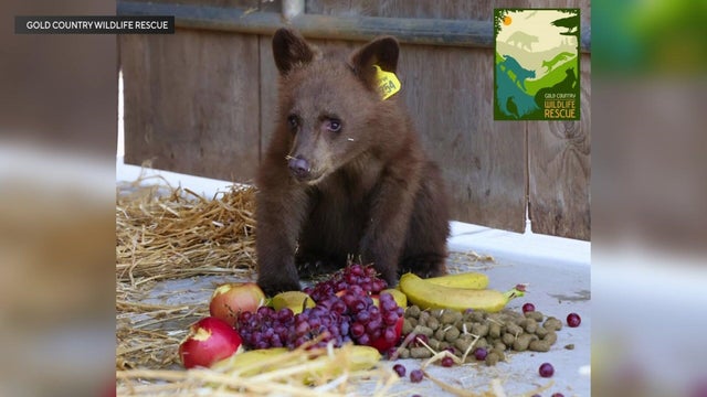 for-web-tahoe-bear-cubs.jpg 