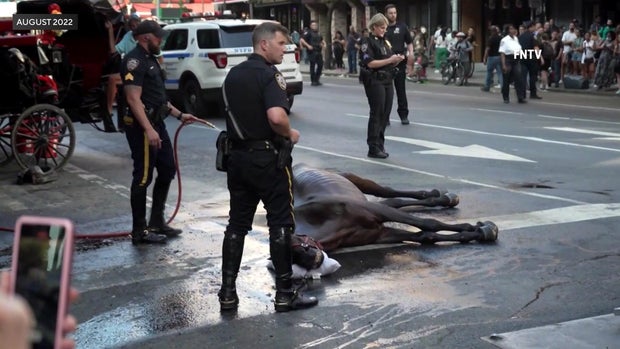 A carriage horse laying on its side on the ground as NYPD officers stand nearby. One officer sprays a hose on the horse. 