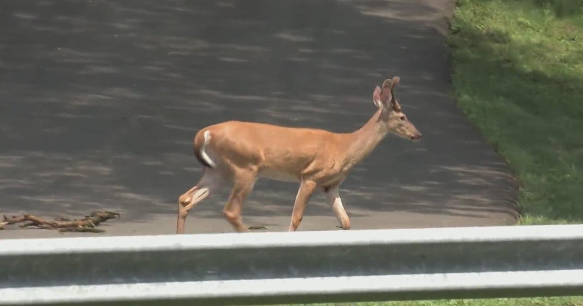Pittsburgh expanding deer culling program to more parks 