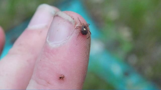 tick-on-finger.png 