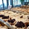 How two chefs built a cinnamon roll empire in New York City