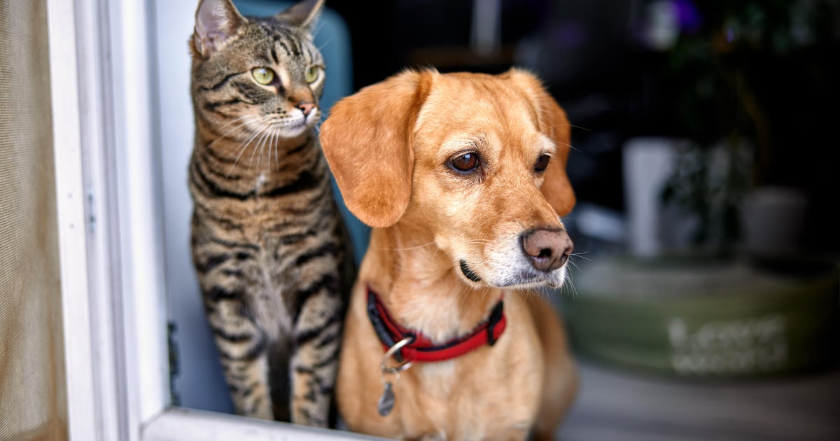 South Florida animal shelters encouraging pet adoption as illnesses infecting cats, dogs spreads