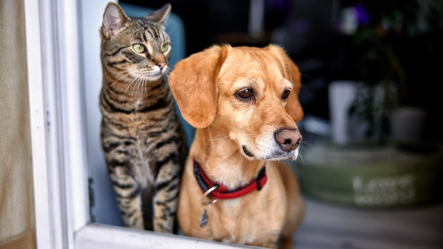 dog and cat as best friends, looking out the window together 