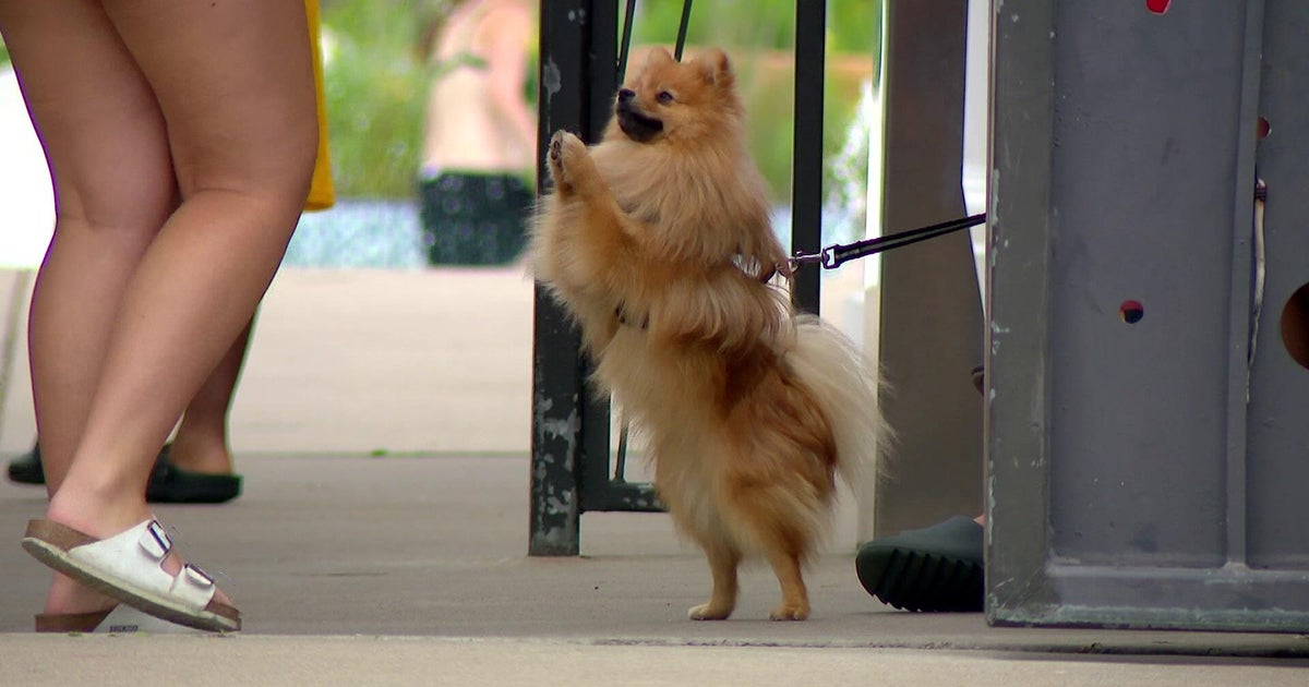 Lost Pomeranian puppy reunited with family after charming Como Pool staff 