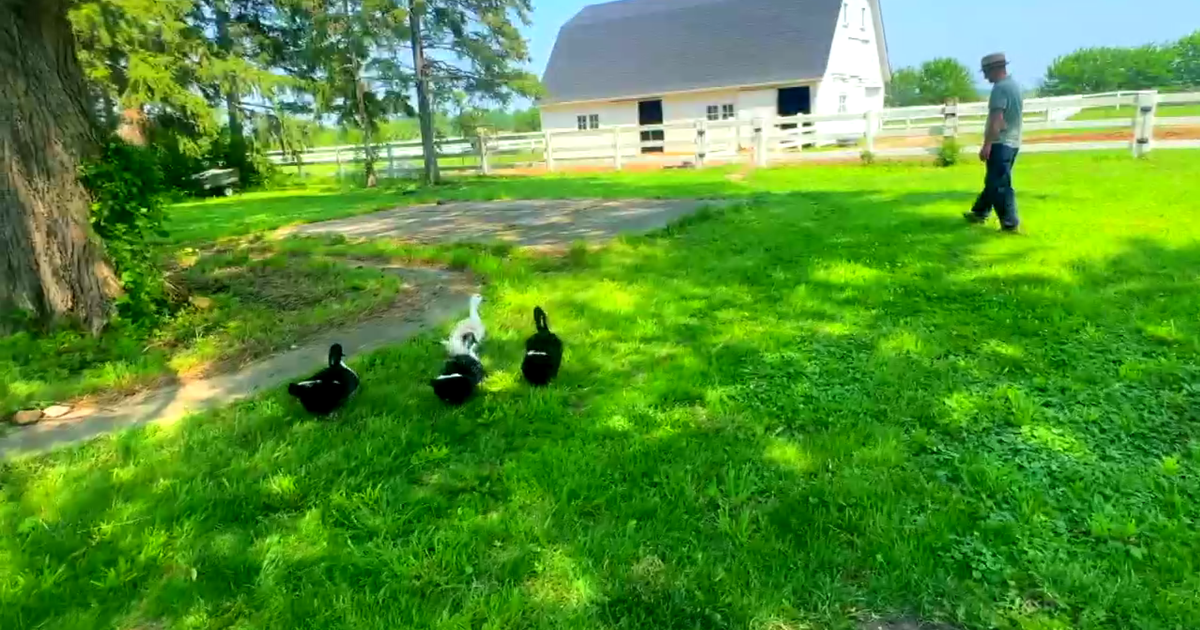 Grundy County, Illinois farm is 100% sustainable, even with mules rather than tractors 