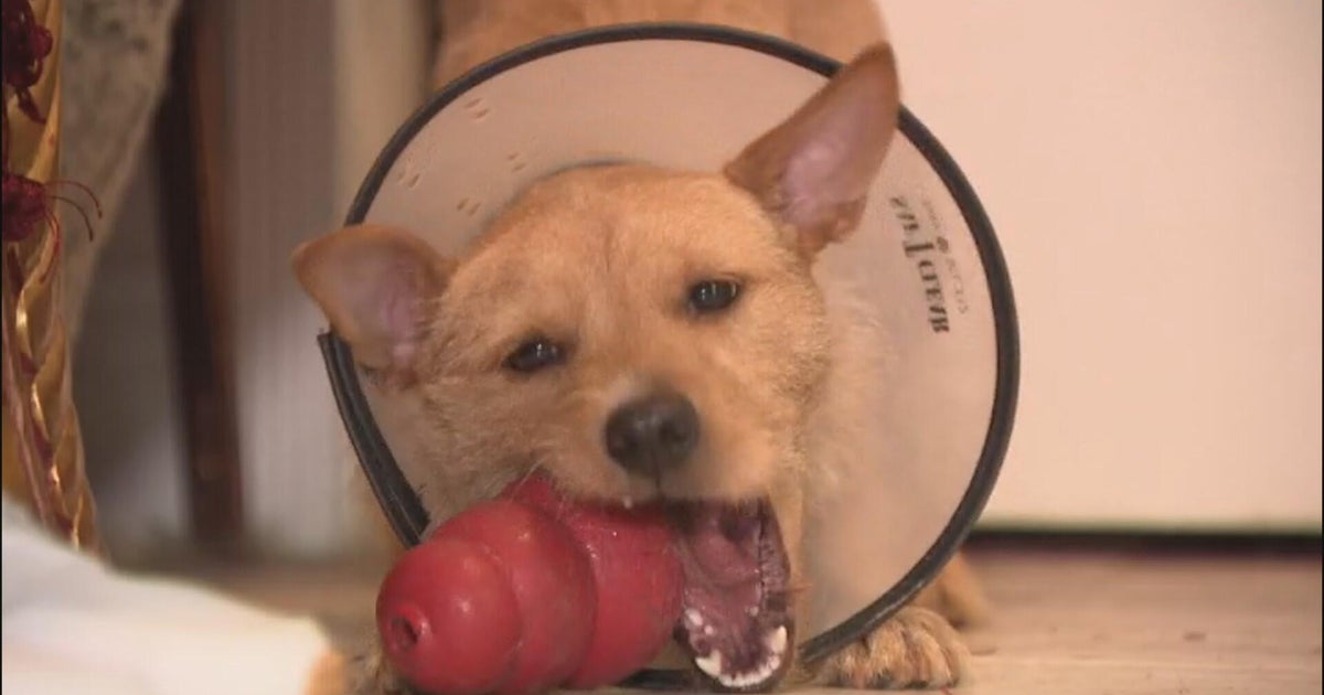 Animal shelters overwhelmed with pets surrendered amid ICE raids 