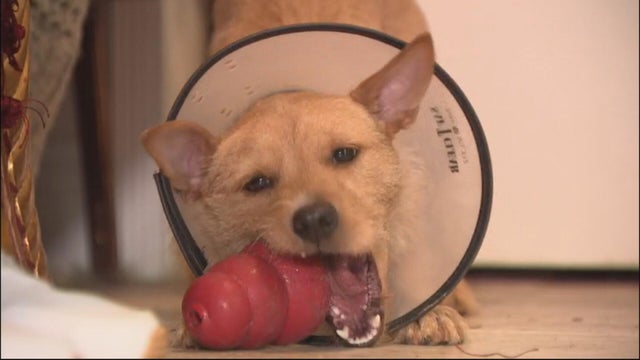doggo.jpg 