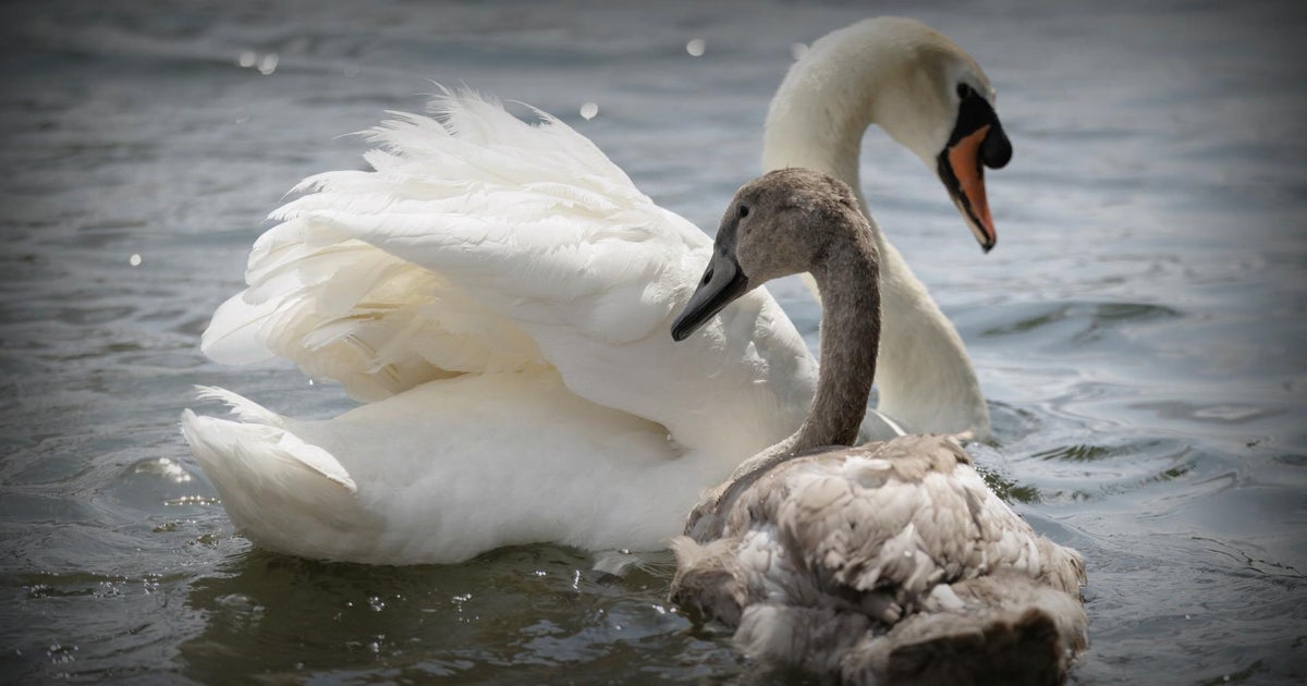 Behind Swan Upping, the British tradition that recently took over the River Thames