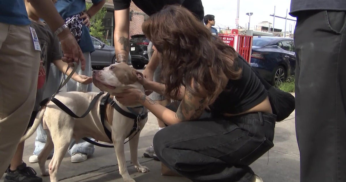 Animal Care Centers of NYC not accepting pet surrenders due to record capacity 