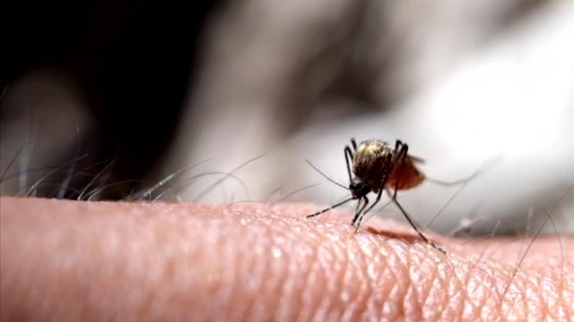 guajardo-11p-pkg-mosqui-wcbseiae-hi-res-still.jpg 