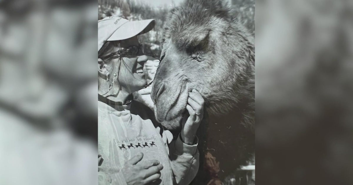Coloradans remember, honor local celebrity, Larry the Camel, struck and killed by lightning 