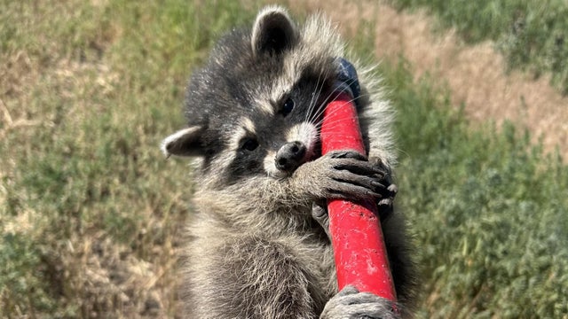 arapco-baby-racoon-rescue-1-acso.jpg 