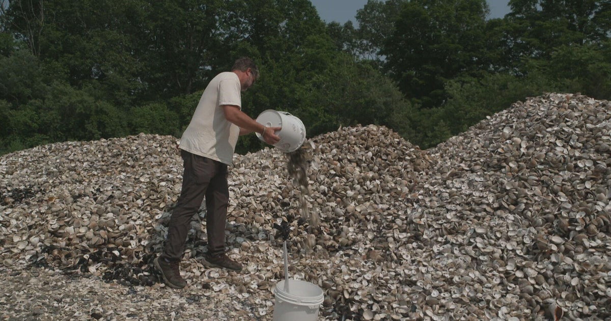 Used oyster shells dumped into water to help restore ecosystem 