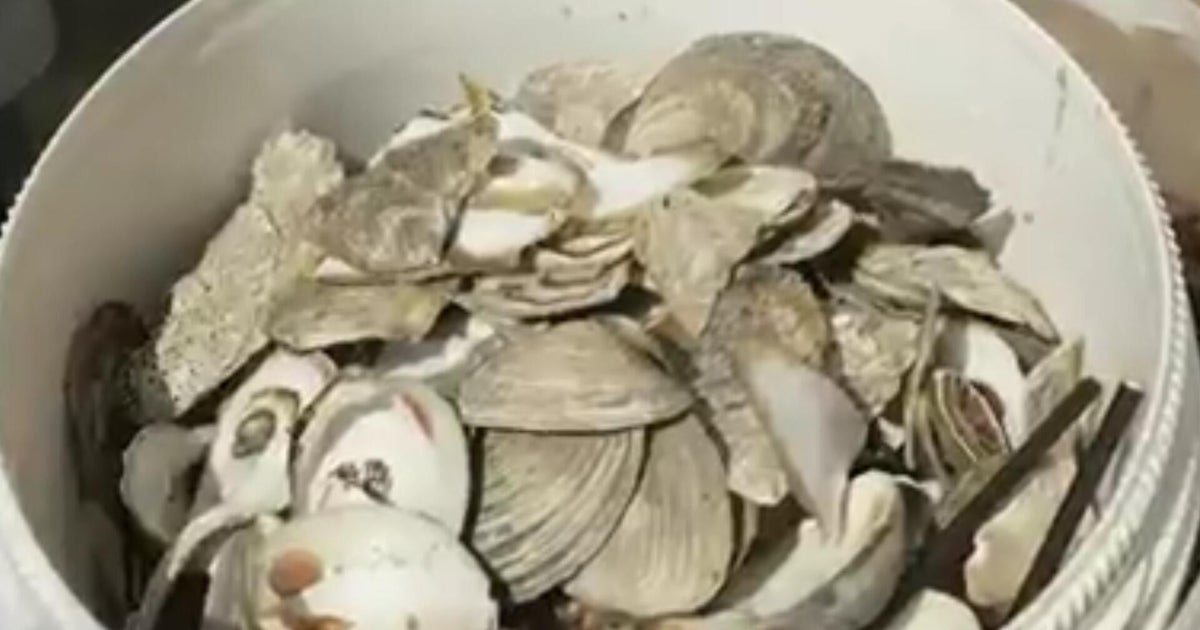 Why used oyster shells get recycled back into water