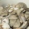Why used oyster shells get recycled back into water