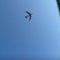 Pilot makes "aggressive maneuver" to avoid B-52 bomber