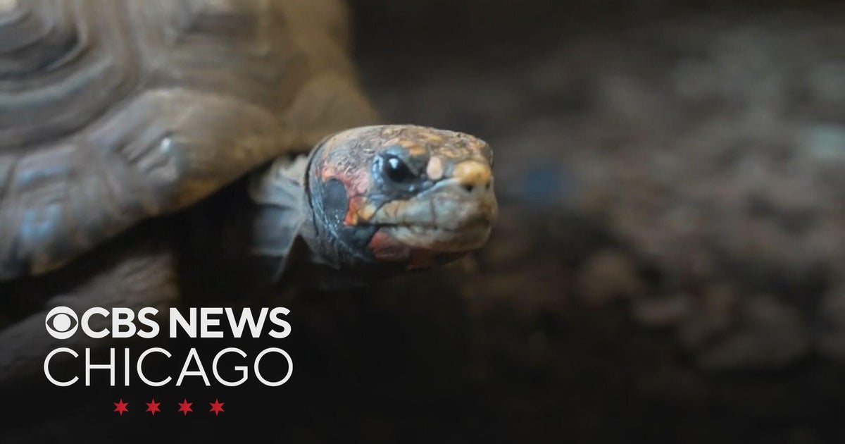 Tortoises can feel emotions like optimism, positivity, scientists say ...