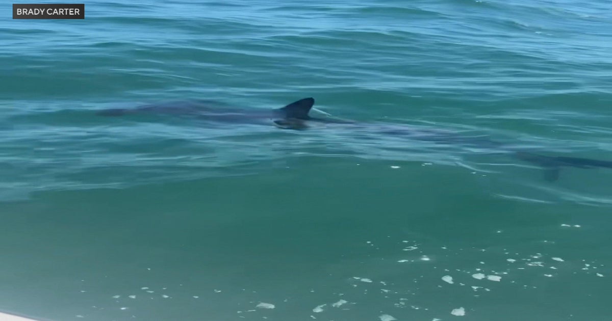 Hammerhead shark sightings are increasing off Massachusetts 