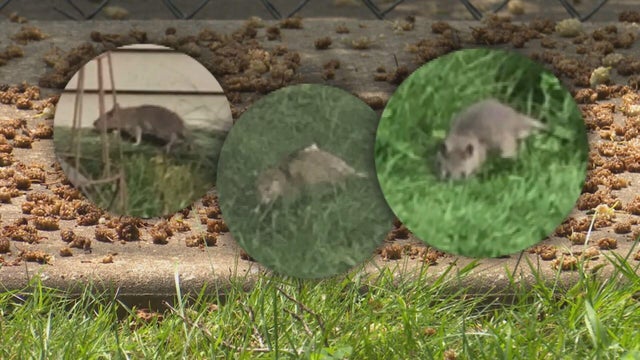072225-mulberry-rats-img.jpg 