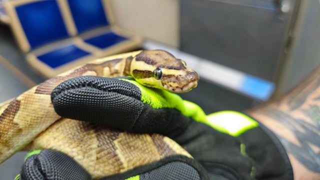 oak-park-snake-on-train-2.jpg 