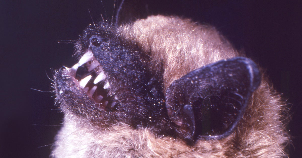 Denver Animal Protection warns public, pet owners after bats test positive for rabies 