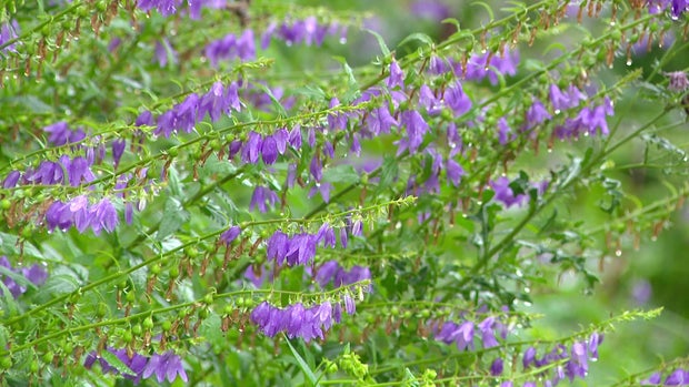 6p-pkg-invasive-purple-bellflower-wcco8bwf-00-00-1120.jpg