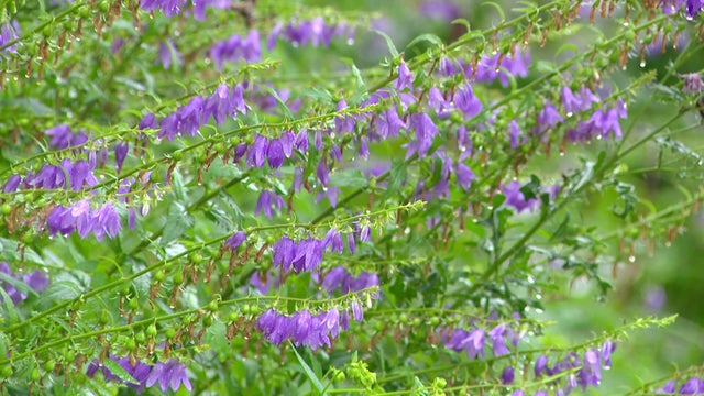 6p-pkg-invasive-purple-bellflower-wcco8bwf-00-00-1120.jpg 