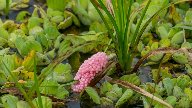 Pink Apple snail eggs on aquatic plants in a wetland near 