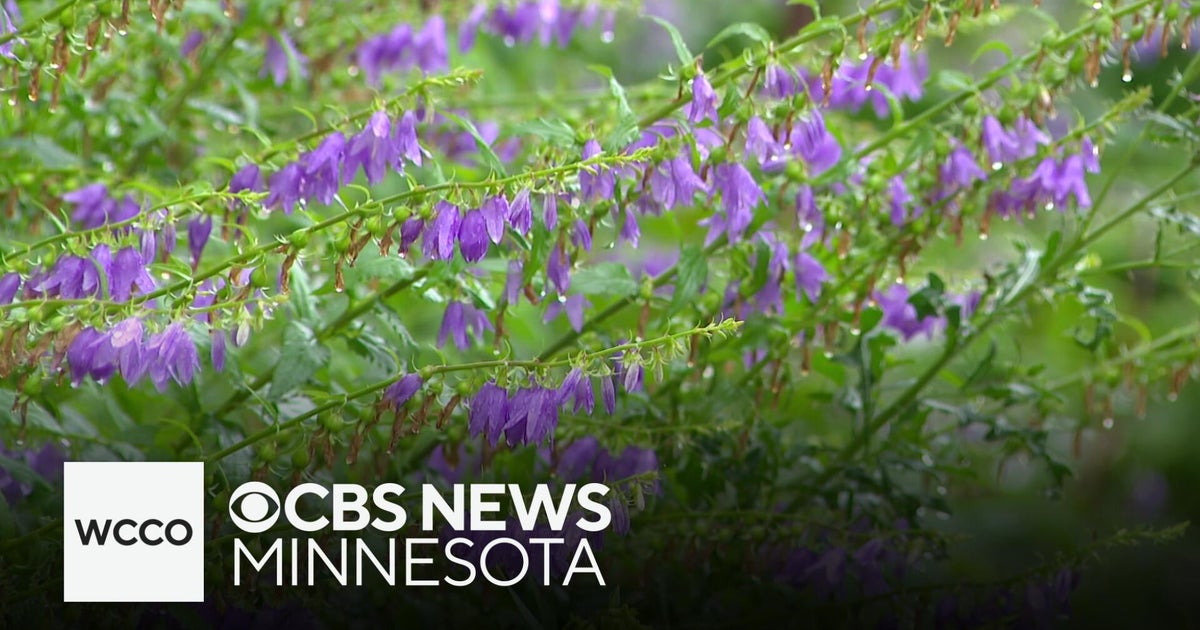 This plant may look pretty, but it's causing problems in Minnesota ...