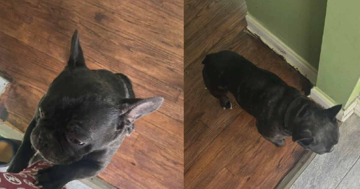 French bulldog stolen in violent armed robbery on South Side 