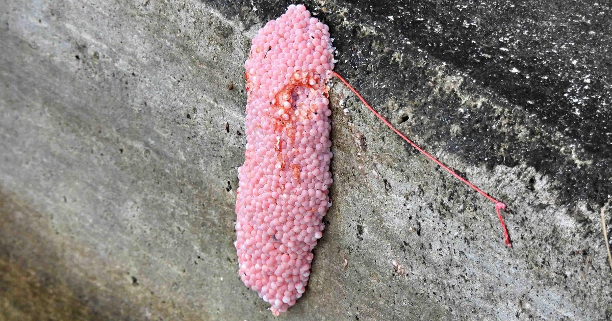 Florida officials say to crush these pink blobs on sight. Here's why. 