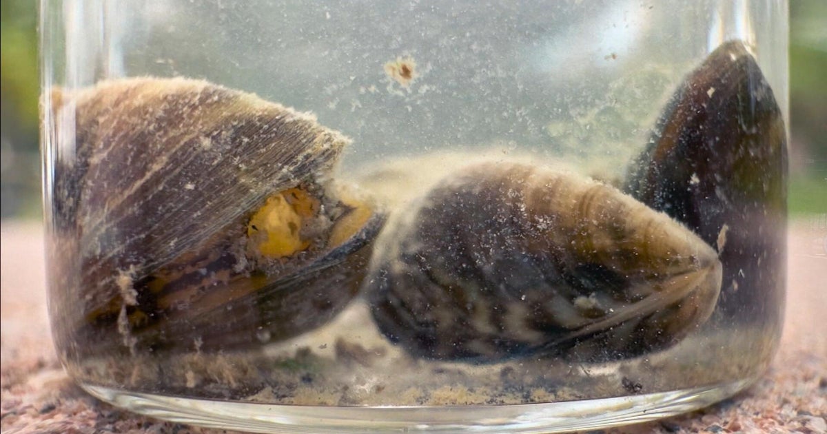 Zebra mussels are making their way east in Colorado's high country 