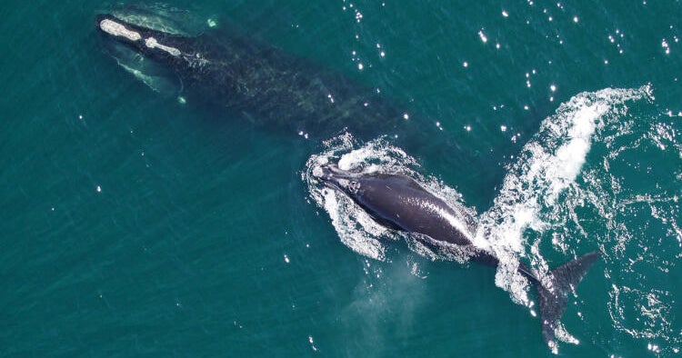 Conservation groups shut out of Florida lawsuit to protect endangered whales 