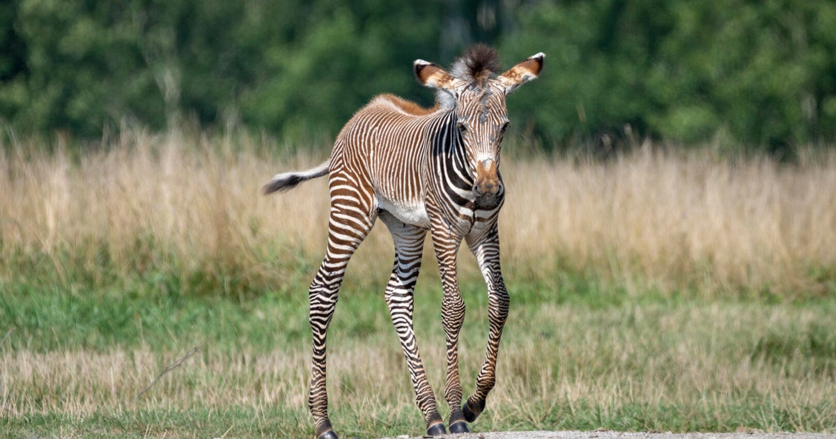 The Wilds in Ohio celebrating births of zebra and rhino 