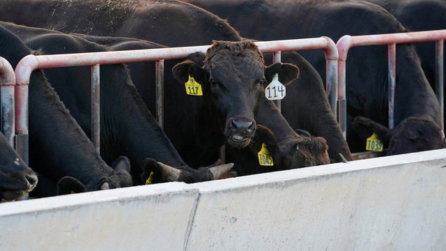 FILE PHOTO: Wagyu cattle graze near Blanchard 