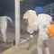 Janitor accused of helping New Orleans inmates escape pleads not guilty