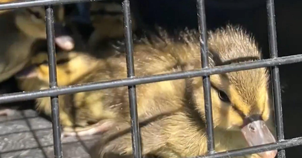 Jeffco duck family finds new home after rescue from apartment swimming pool 